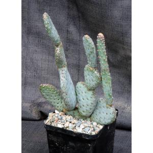 Opuntia basilaris var. ramosa 5-inch pots