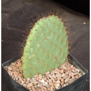 Opuntia galapageia var. profusa one-gallon pots