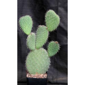 Opuntia pilifera one-gallon pots