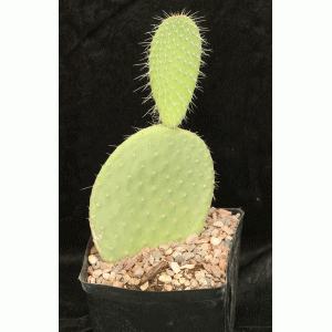 Opuntia sp. (JR 6490) one-gallon pots