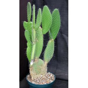 Opuntia sp. (JR 6490) 8-inch pots