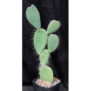 Opuntia sp. (JR 6490) one-gallon pots