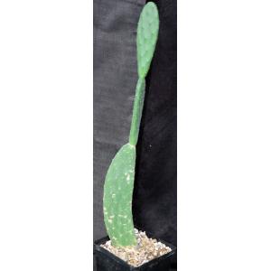 Opuntia tomentosa one-gallon pots