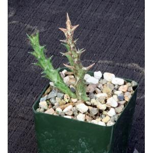 Orbea dummeri 4-inch pots