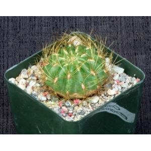Oroya borchersii 4-inch pots