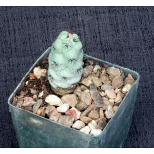 Ortegocactus macdougallii 3-inch pots