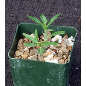 Pachypodium bispinosum 4-inch pots