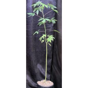 Pachira quinata 2-gallon pots