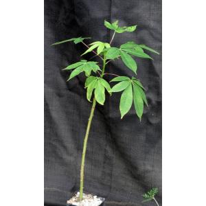 Pachira quinata 5-inch pots