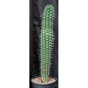 Pachycereus pectin-aboriginum 2-gallon pots