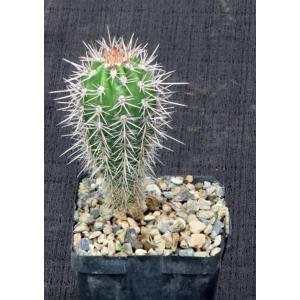 Pachycereus pringlei 4-inch pots