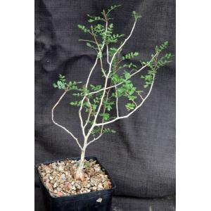 Pachycormus discolor var. pubescens one-gallon pots