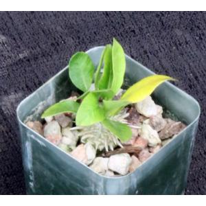 Pachypodium brevicaule 2-inch pots