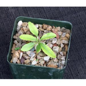 Pachypodium brevicaule 4-inch pots