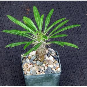 Pachypodium lamerei 3-inch pots