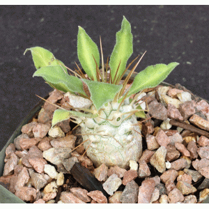 Pachypodium namaquanum 4-inch pots