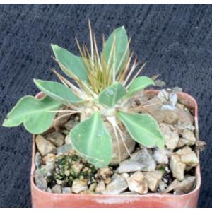 Pachypodium namaquanum 3-inch pots