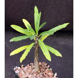 Pachypodium rutenbergianum 5-inch pots