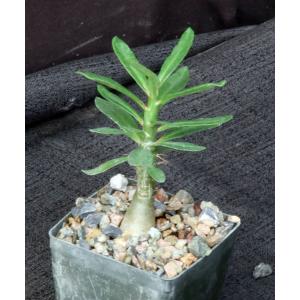 Pachypodium succulentum 3-inch pots