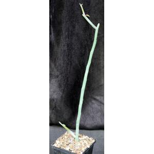 Pedilanthus macrocarpus 5-inch pots