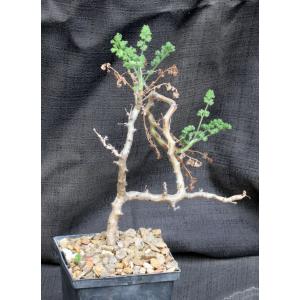 Pelargonium alternans 5-inch pots