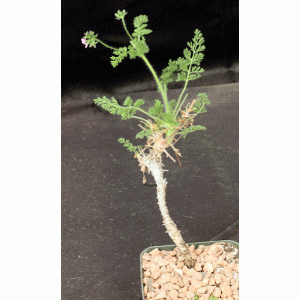 Pelargonium hirtum 5-inch pots