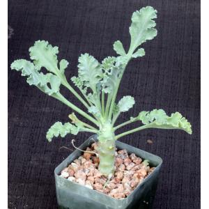 Pelargonium klinghardtense 4-inch pots