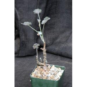 Pelargonium sp. (FKH 16881) 4-inch pots