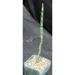 Peniocereus fosterianus 4-inch pots