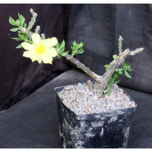 Pereskiopsis porteri one-gallon pots