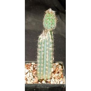 Pilosocereus royenii 5-inch pots