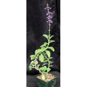 Plectranthus barbatus 4-inch pots