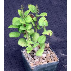 Plectranthus ernstii 3-inch pots