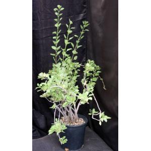 Plectranthus igniarius (Lav 23156) 2-gallon pots