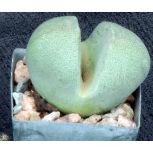 Pleiospilos nelii 2-inch pots