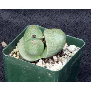 Pleiospilos nelii 4-inch pots