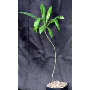 Plumeria subsessilis one-gallon pots