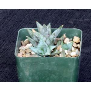 Poellnitzia rubriflora 4-inch pots