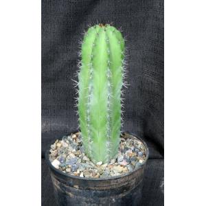 Polaskia chichipe 5-inch pots