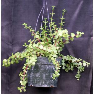 Portulacaria afra (cork bark) 8-inch pots