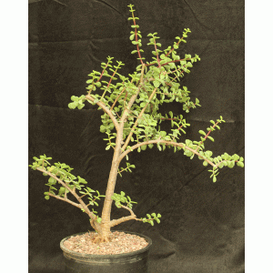 Portulacaria afra (cork bark) three-gallon pots