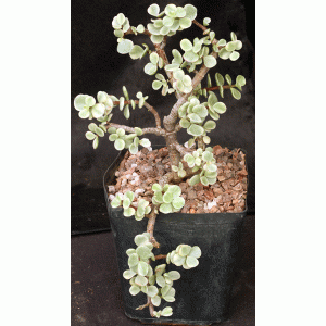Portulacaria afra variegata one-gallon pots
