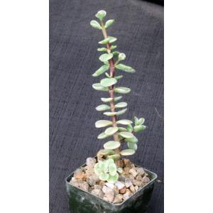 Portulacaria afra (variegate) 3-inch pots