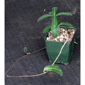 Raphionacme flanaganii 4-inch pots