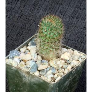 Rebutia fulviseta 3-inch pots