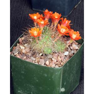 Rebutia robustispina (R88) 4-inch pots