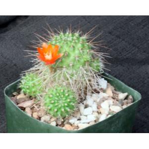 Rebutia robustispina (R88) 5-inch pots