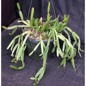 Rhipsalis cereiodes 8-inch pots