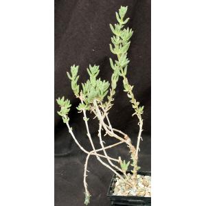 Trichodiadema littlewoodii 5-inch pots