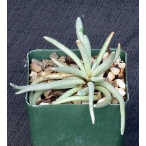 Senecio scaposus 4-inch pots